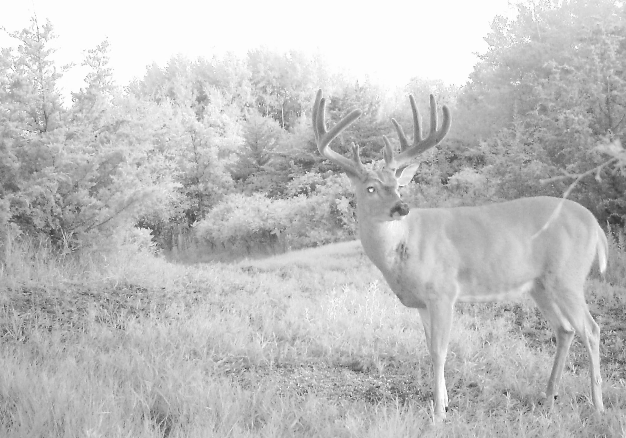 ProjectWhitetail.com